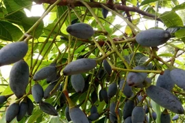 Loại quả xưa dành cho nhà nghèo, nay được ví như “vàng đen”