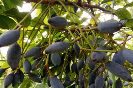 Loại quả xưa dành cho nhà nghèo, nay được ví như “vàng đen”