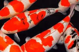 Bán đất mua con cá Koi trị giá 1,6 tỷ đồng