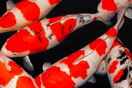 Bán đất mua con cá Koi trị giá 1,6 tỷ đồng