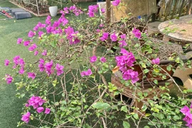 Vào bên trong biệt thự 1.000m2 ngập sắc hoa của NSND Thanh Hoa