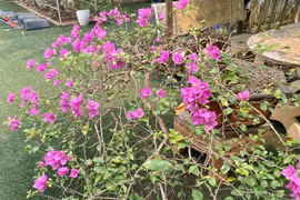 Vào bên trong biệt thự 1.000m2 ngập sắc hoa của NSND Thanh Hoa