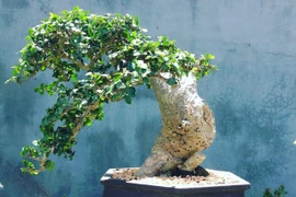 Cây duối dại xưa nay được thành bonsai giá hàng chục tỷ đồng