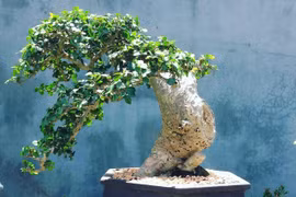 Cây duối dại xưa nay được thành bonsai giá hàng chục tỷ đồng