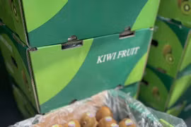 Kiwi giá rẻ chỉ vài chục ngàn đồng/kg nguồn gốc từ đâu?