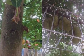 "Trăm phương ngàn kế" chống trộm của nông dân Việt