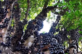 Nho thân gỗ trái mọc ra từ thân đang được lùng mua 