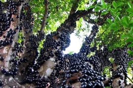 Nho thân gỗ trái mọc ra từ thân đang được lùng mua 