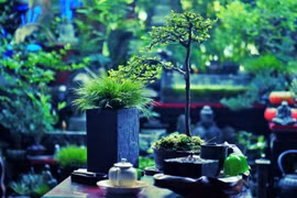 Không ngờ "cỏ dại ven đường" lên đời thành bonsai lại đẳng cấp thế này