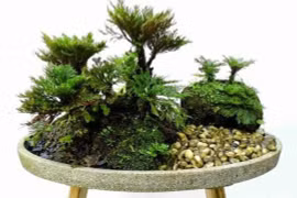 Cây cỏ dại được biến thành bonsai tuyệt đẹp 