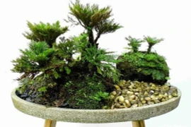 Cây cỏ dại được biến thành bonsai tuyệt đẹp 