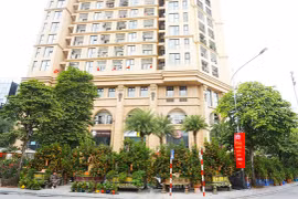 Quất cảnh trăm triệu đồng ra thị trường chào Tết