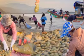 Giá lên tới nửa triệu đồng mỗi kg nhưng vẫn khó mua được 'thần dược quý ông'