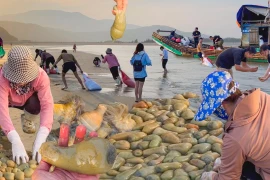 Giá lên tới nửa triệu đồng mỗi kg nhưng vẫn khó mua được 'thần dược quý ông'