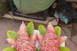 Chân gà Đông Tảo tiền triệu đắt khách mùa World Cup có thể từ gà bệnh, chết