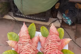 Chân gà Đông Tảo tiền triệu đắt khách mùa World Cup có thể từ gà bệnh, chết