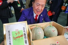 Cặp dưa lưới Nhật Bản được bán với giá gần 500 triệu