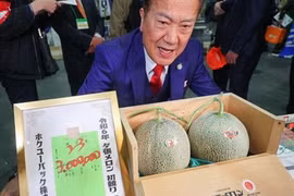 Cặp dưa lưới Nhật Bản được bán với giá gần 500 triệu