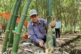 Những loài cây dại giúp nông dân làm giàu 