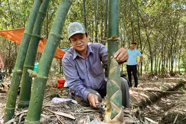 Những loài cây dại giúp nông dân làm giàu 