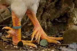 Giống gà trong truyền thuyết đắt hàng, 50 triệu một con vẫn hút khách