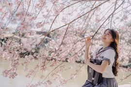 Du khách đua nhau check-in mai anh đào tại Đà Lạt 