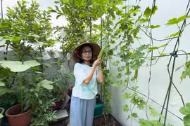 Khu vườn “bạc tỷ” trong biệt thự của Cẩm Ly 