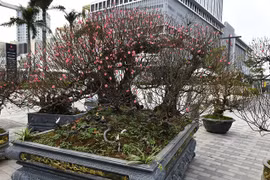 Cận cảnh đào thế khủng giá thuê tới 100 triệu đồng