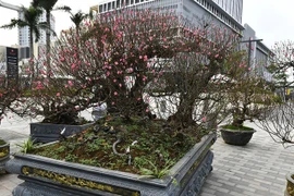 Cận cảnh đào thế khủng giá thuê tới 100 triệu đồng