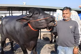 Cận cảnh con trâu giá gần 40 tỷ đồng 