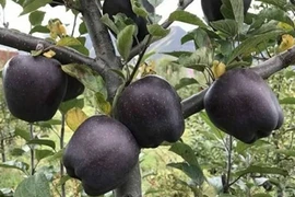 Điểm danh 3 loại táo đắt như “kim cương”, nhà giàu cũng khó mua