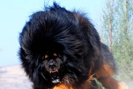 Vì sao chó ngao Tây Tạng giá hàng chục tỷ giờ rớt giá không tưởng?