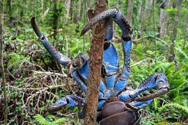 Cua dừa có gì đặc biệt mà giá lên tới 7 triệu đồng/kg?