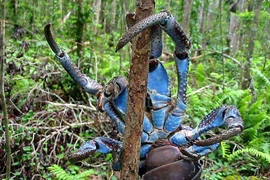 Cua dừa có gì đặc biệt mà giá lên tới 7 triệu đồng/kg?