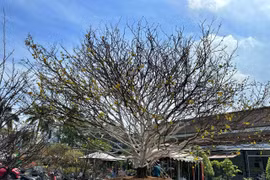 Tận mắt ngắm những gốc mai tiền tỷ, có cây trăm tuổi