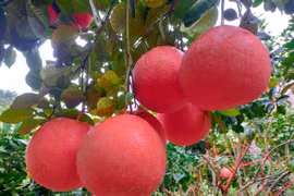 Loại bưởi tiến vua có gì đặc biệt mà cứ đến Tết nhà giàu tranh nhau mua?