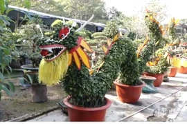 Quất “hóa rồng” đặc sắc đón Tết Giáp Thìn 2024 