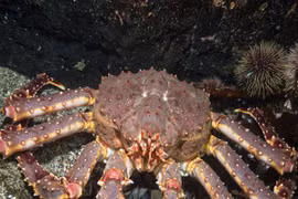 Vì sao cua hoàng đế luôn trong tình trạng giá cao ngất ngưởng?