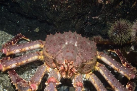 Vì sao cua hoàng đế luôn trong tình trạng giá cao ngất ngưởng?