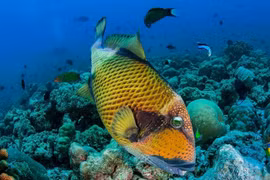 Loài cá bò giáp vì sao trở nên đắt đỏ?