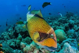 Loài cá bò giáp vì sao trở nên đắt đỏ?