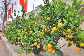 Đào quất xuống phố “ngóng” khách