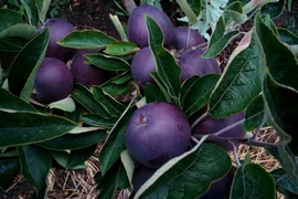 Bất ngờ với táo kim cương đen nửa triệu đồng/quả 