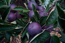 Bất ngờ với táo kim cương đen nửa triệu đồng/quả 