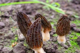 Nấm bụng dê đặc biệt như nào mà có giá 15 triệu đồng/kg?