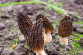 Nấm bụng dê đặc biệt như nào mà có giá 15 triệu đồng/kg?