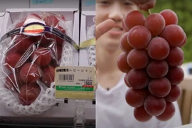 Sự thật về nho Ruby Roman rẻ giật mình, rao bán tràn chợ mạng