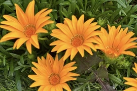 Hà Thanh Xuân sở hữu khu vườn hơn 600m2 ở Mỹ 