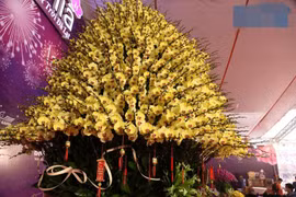 Chậu lan dát vàng gần 4 tỷ gây sốt thị trường Tết 2025