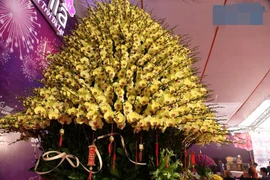 Chậu lan dát vàng gần 4 tỷ gây sốt thị trường Tết 2025